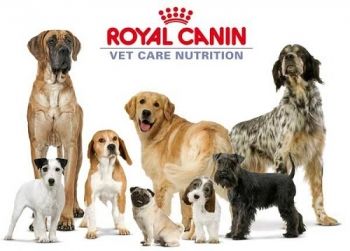 Влажные корма для собак Роял канин (Royal Canin) - корма с заботой о коже и шерсти Вашего любимца!