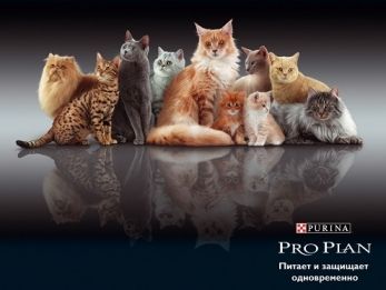 Сухие корма для кошек Purina Pro Plan  – в соответствии со всеми потребностями питомца!