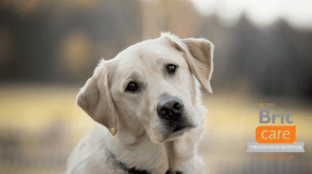 Влажные корма для собак Брит (Brit) – великолепное питание для собак из противоаллергического сырья.