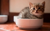 Когда можно переводить котенка на сухой корм?