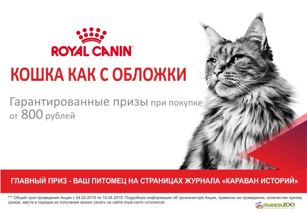 Акция Royal Canin «Кошка с обложки»